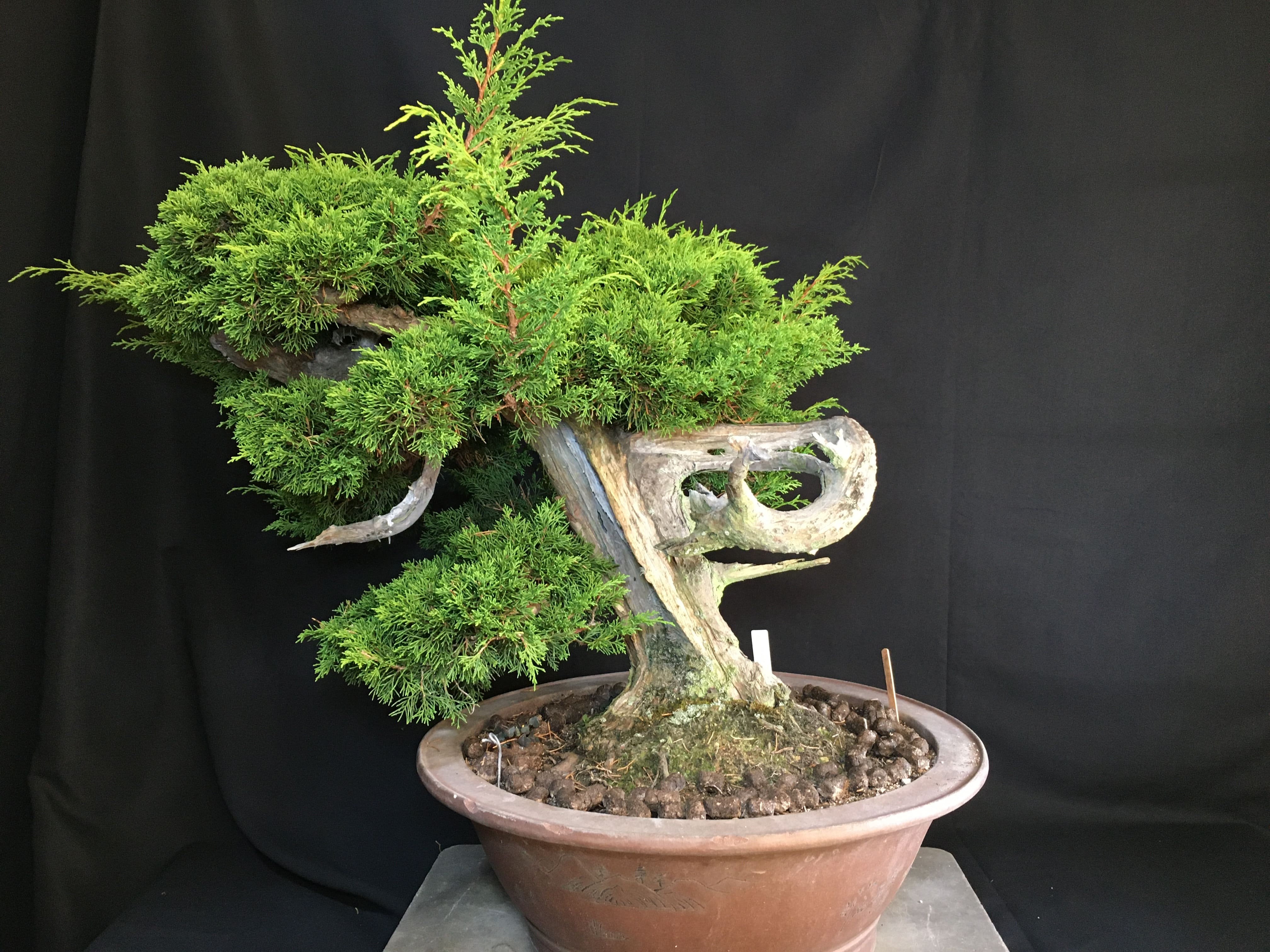 糸魚川真柏 山採り 文人 シンパク 盆栽 - 植物/観葉植物